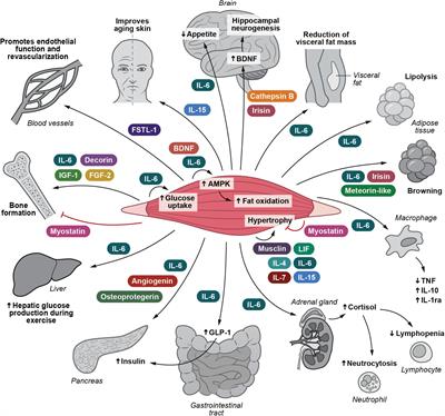 Muscle-Organ Crosstalk: Focus on Immunometabolism
